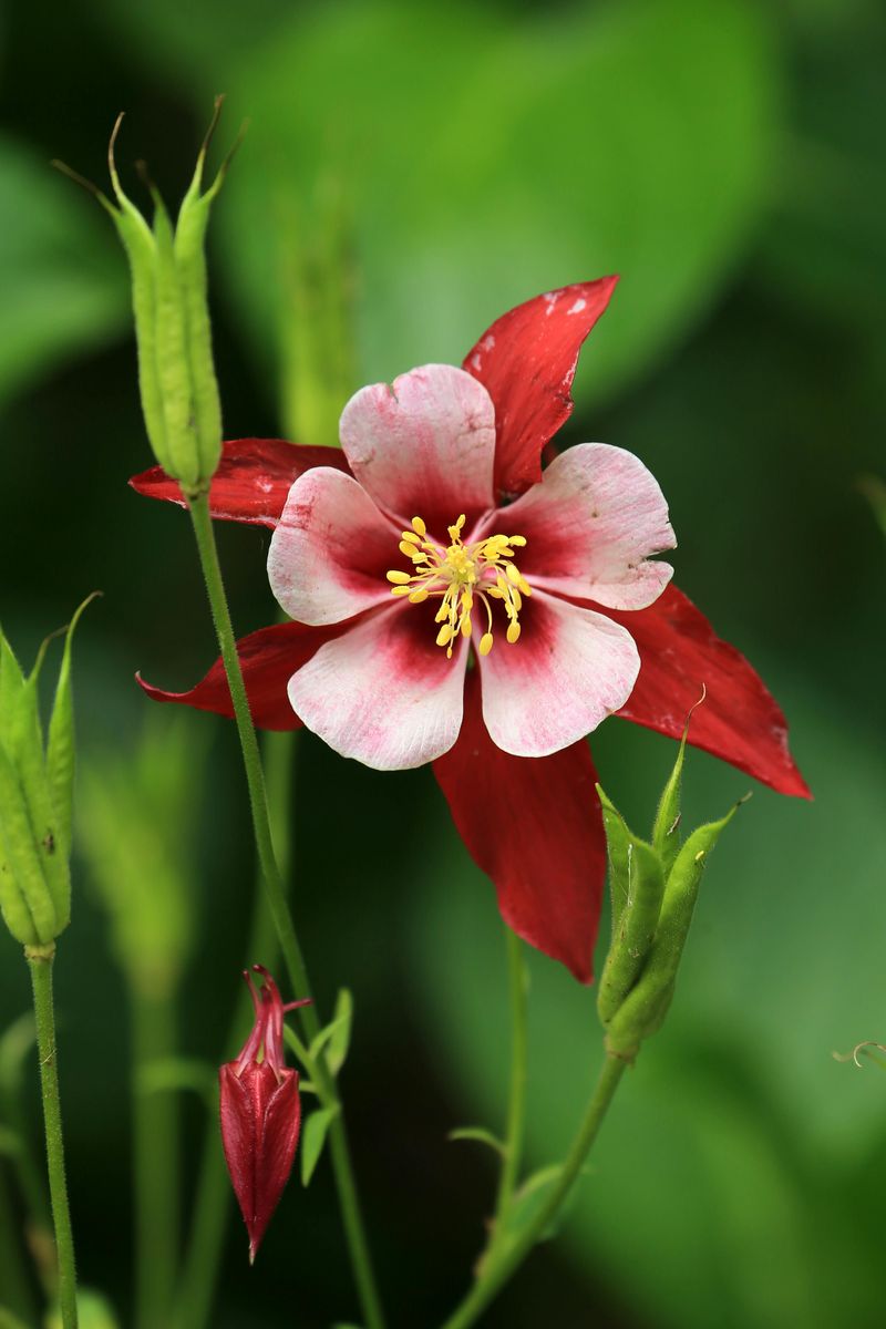 Eastern Red Columbine