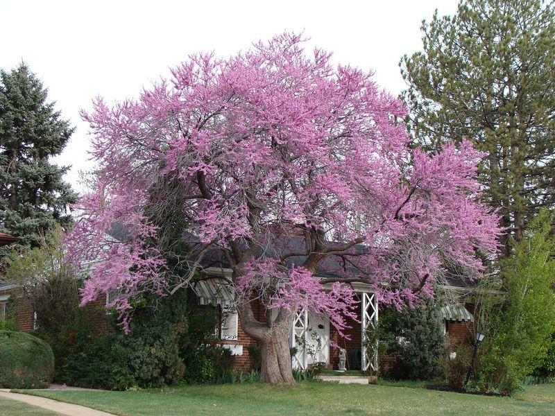 Eastern Redbud