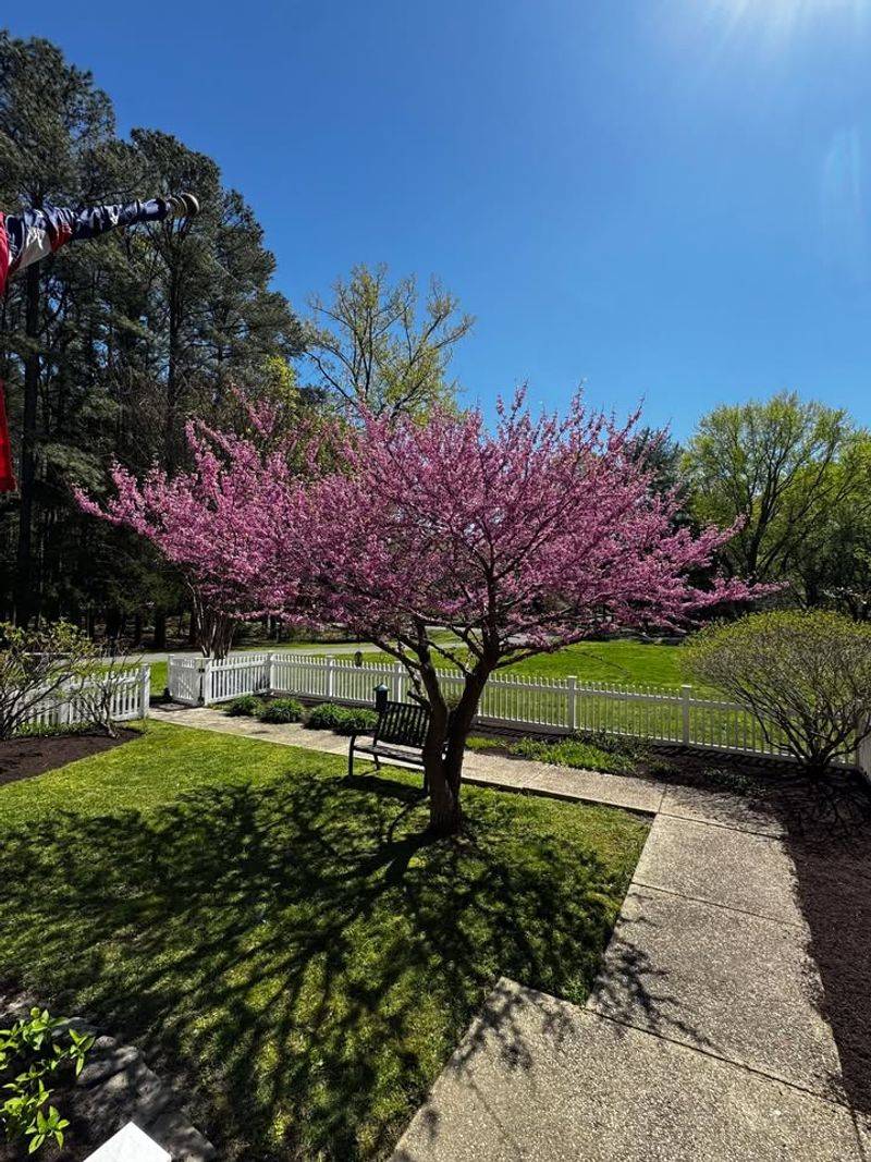 Eastern Redbud Eastern Redbud