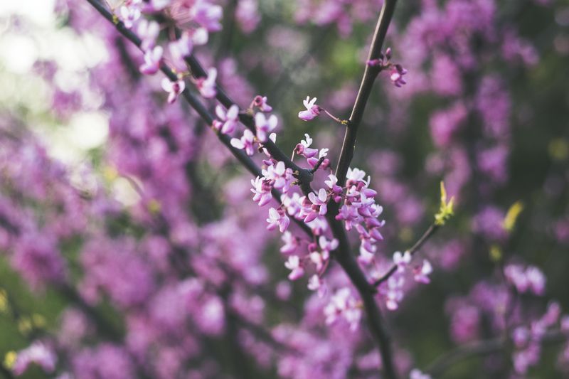 Eastern Redbud