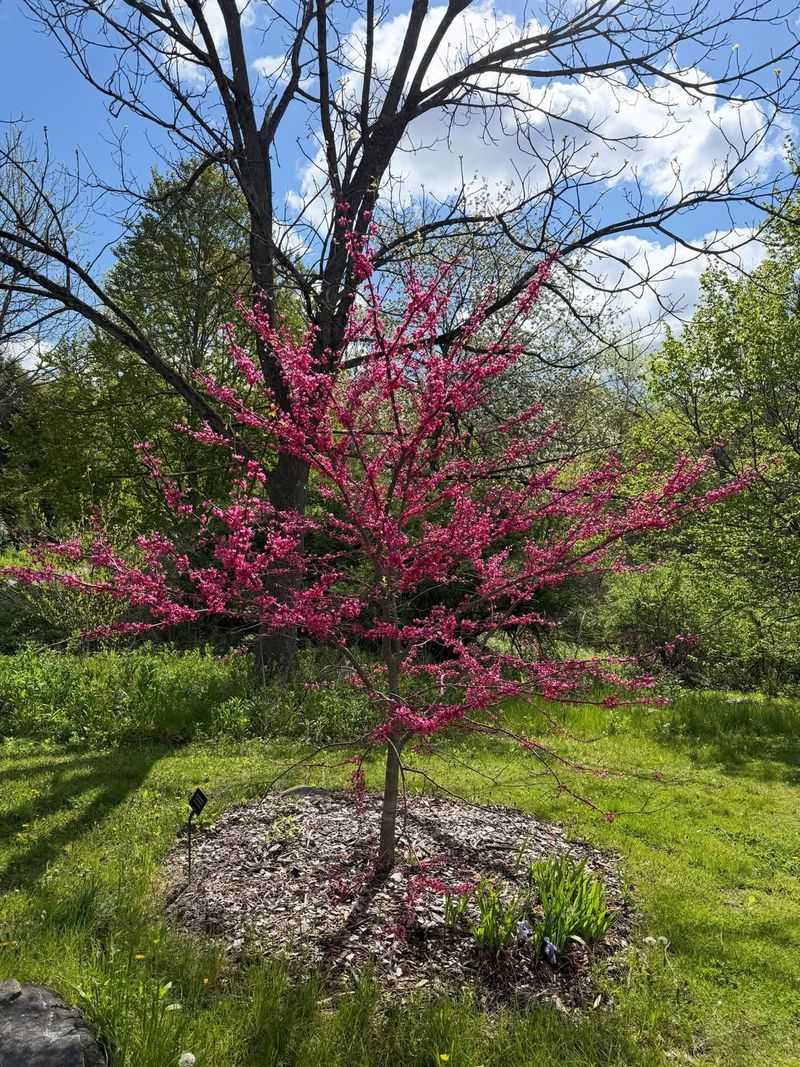 Eastern Redbud Eastern Redbud