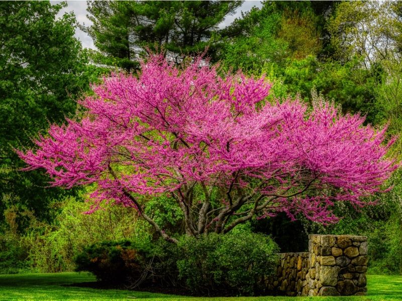 Eastern Redbud Adds Color And Canopy