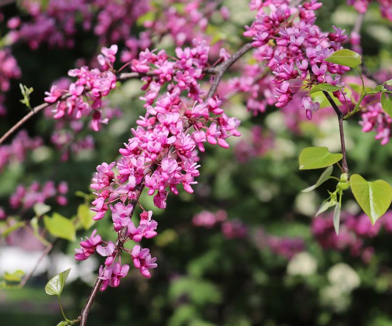 Eastern Redbud Adds Early Spring Color Eastern Redbud Adds Early Spring Color