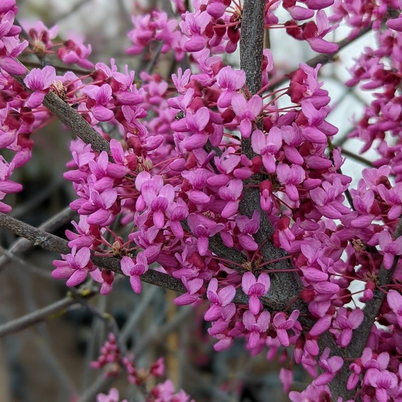 Eastern Redbud Brings Bold Pink Spring Color