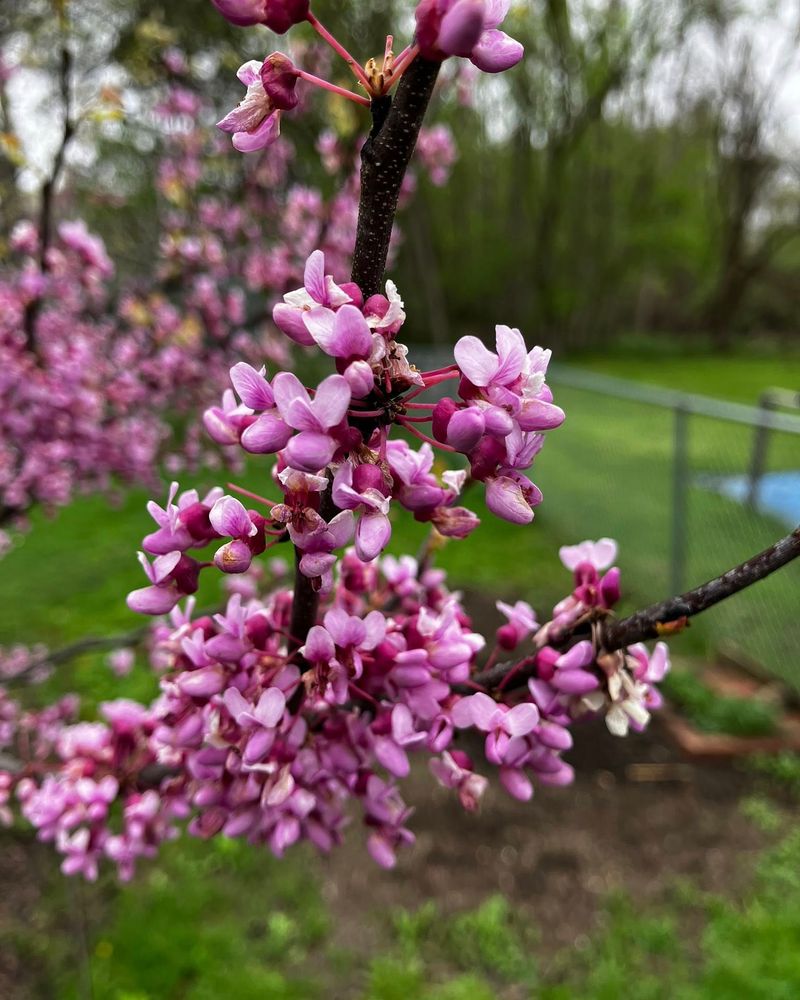 Eastern Redbud Can Still Be Planted With Proper Watering