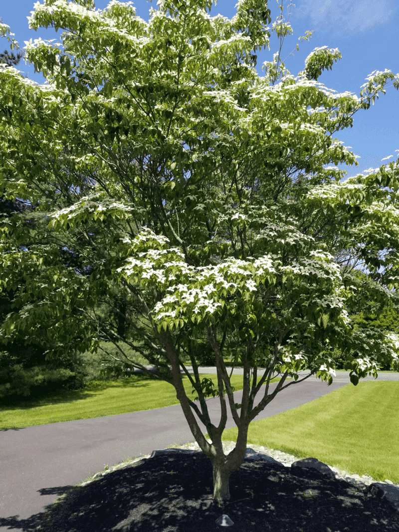 Flowering Dogwood (Cornus florida)