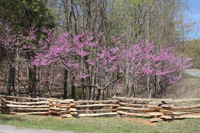 Eastern Redbud Supports A Healthy Insect Rich Habitat