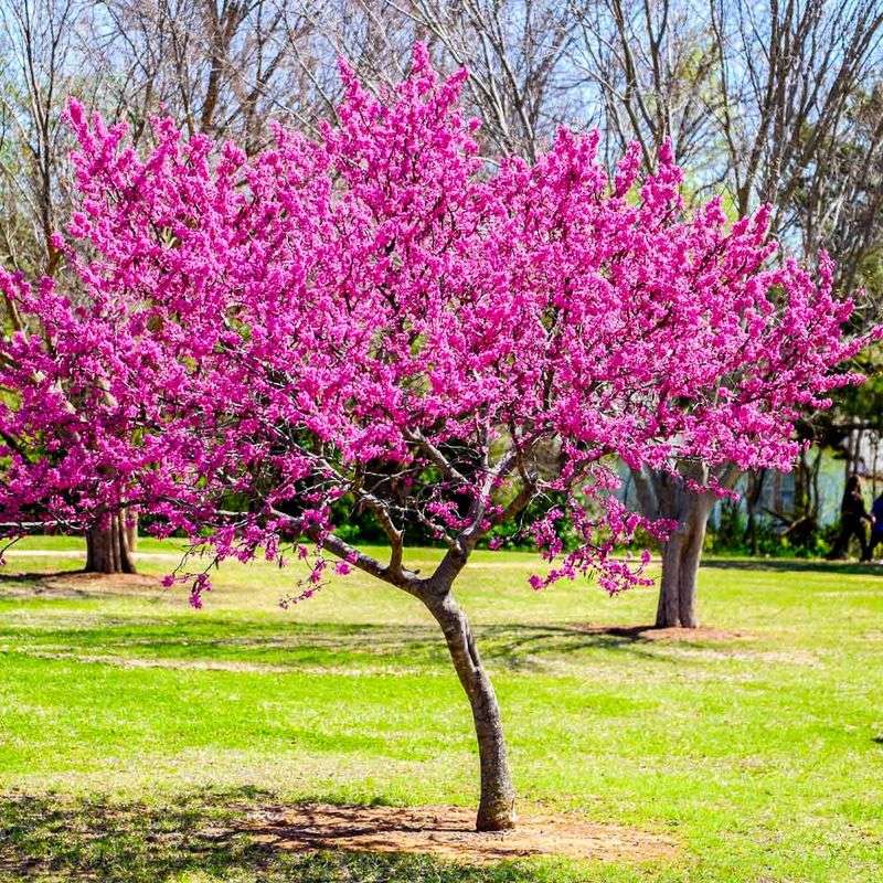 Eastern Redbud Turns Spring Into A Pink Canopy