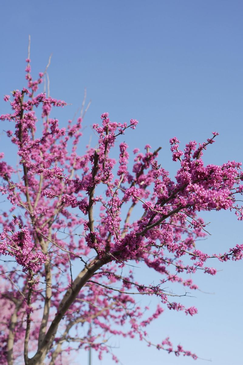 Eastern Redbud