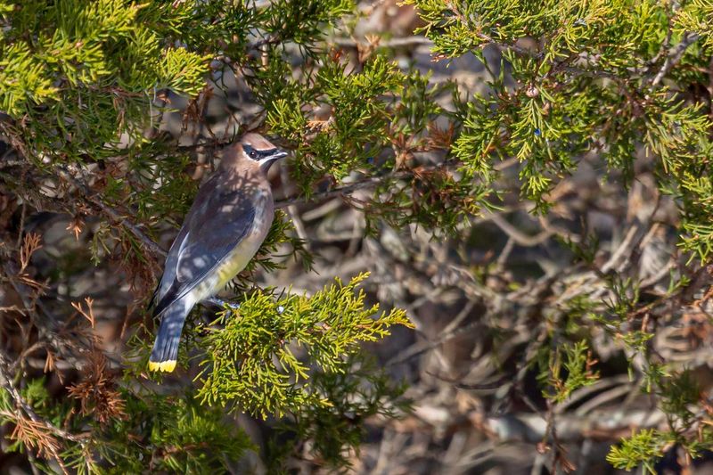Eastern Redcedar Adds Shelter And Winter Food
