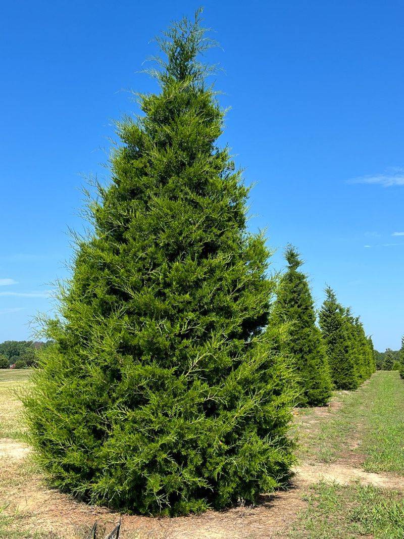 Eastern Redcedar Handles Tough Ohio Conditions Eastern Redcedar Handles Tough Ohio Conditions