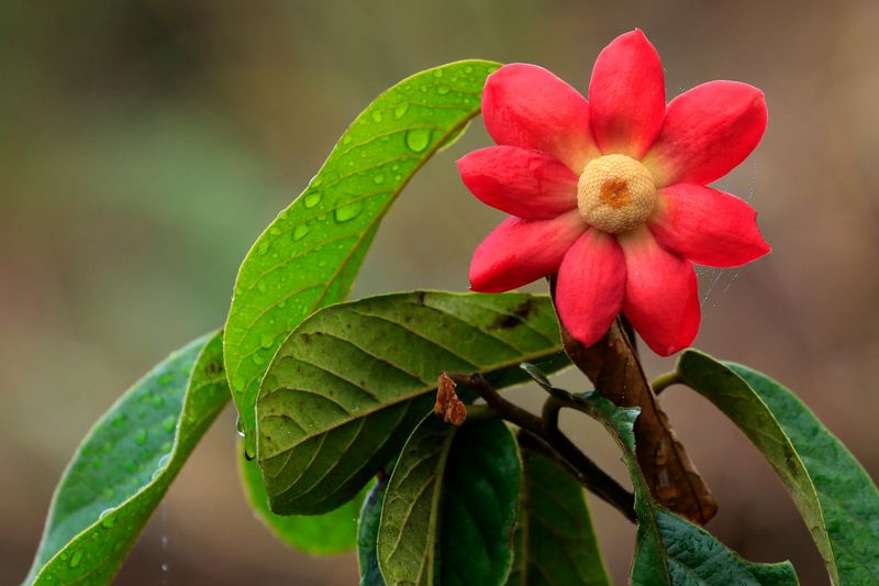 Eastern Sweetshrub