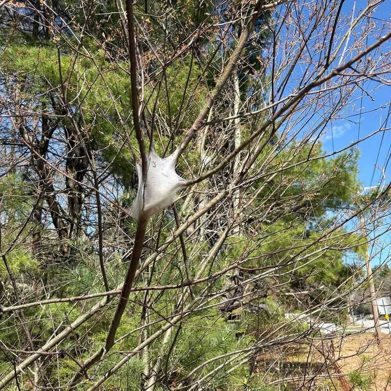 Eastern Tent Caterpillar Webs Taking Over Pennsylvania Trees