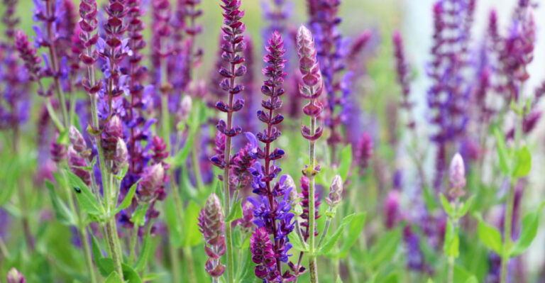 Easy Oregon Perennials That Come Back Without Effort
