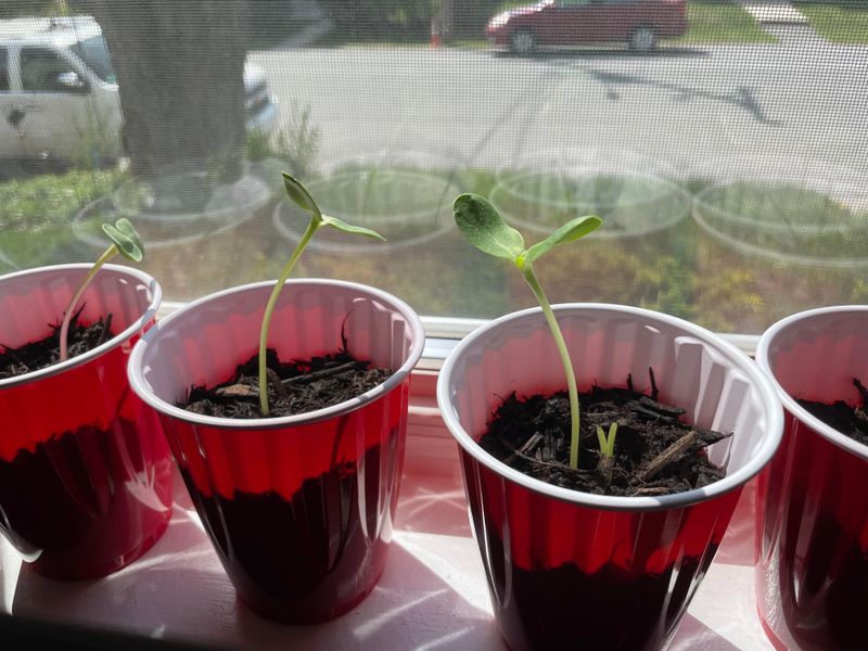 Easy To Grow From Seed