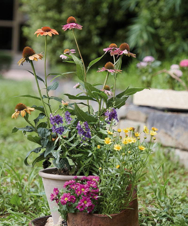 Echinacea Brings Pollinator Appeal To Patio Pots