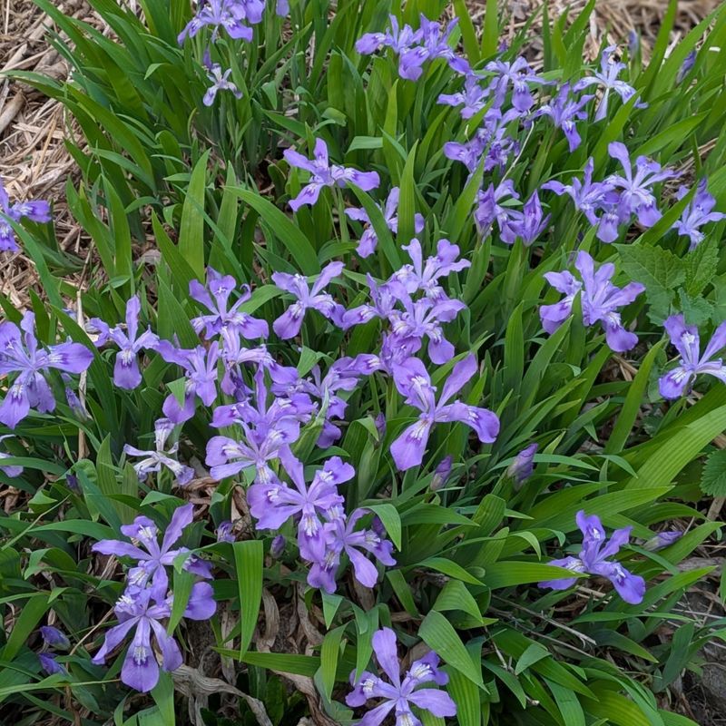 Edge Moist Shade With Crested Iris