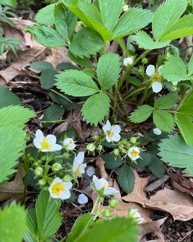 Edge Paths With Barren Strawberry For Gold Flowers And Clean Cover