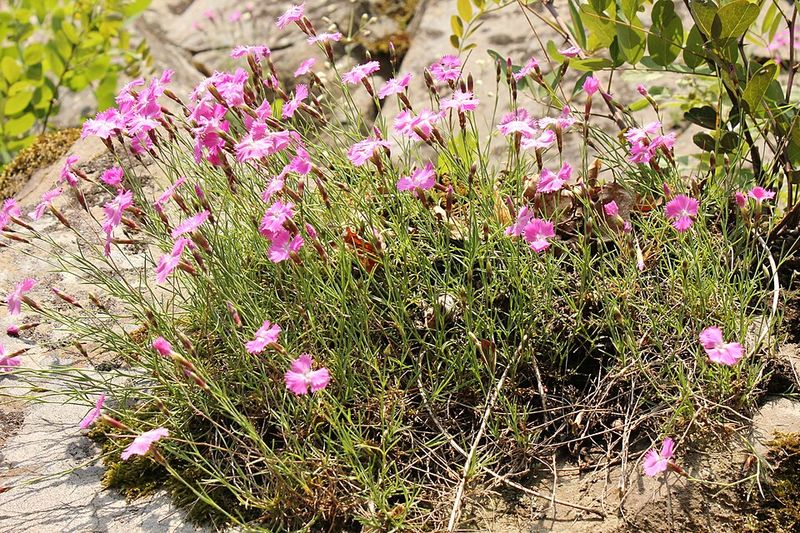 Edge Paths With Cheddar Pinks For Spicy Scent