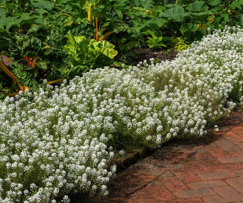 Edge The Border With Sweet Alyssum