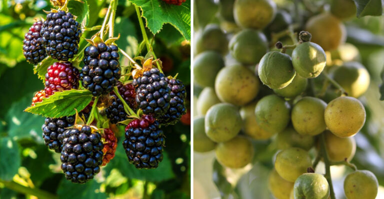 Blackberry and Muscadine Grape