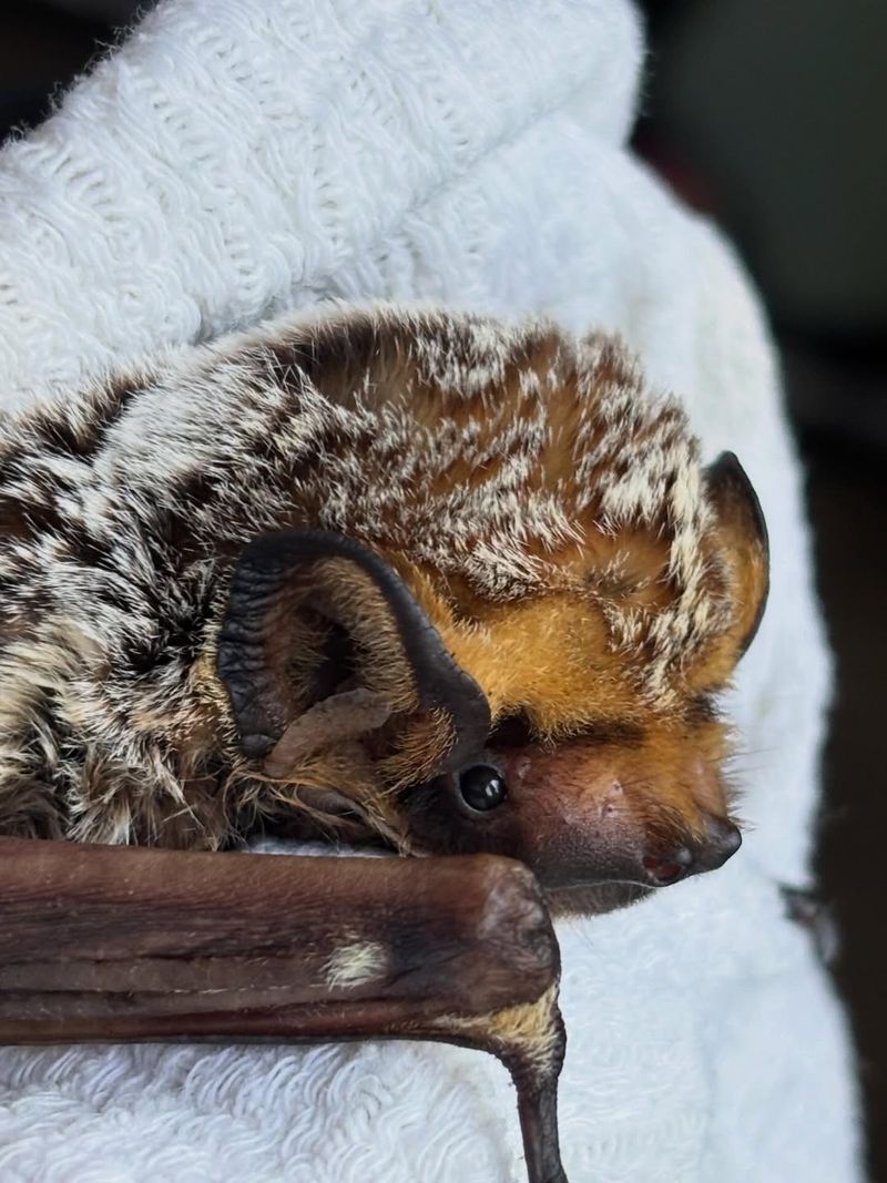 Educate Neighbors And Protect Habitats