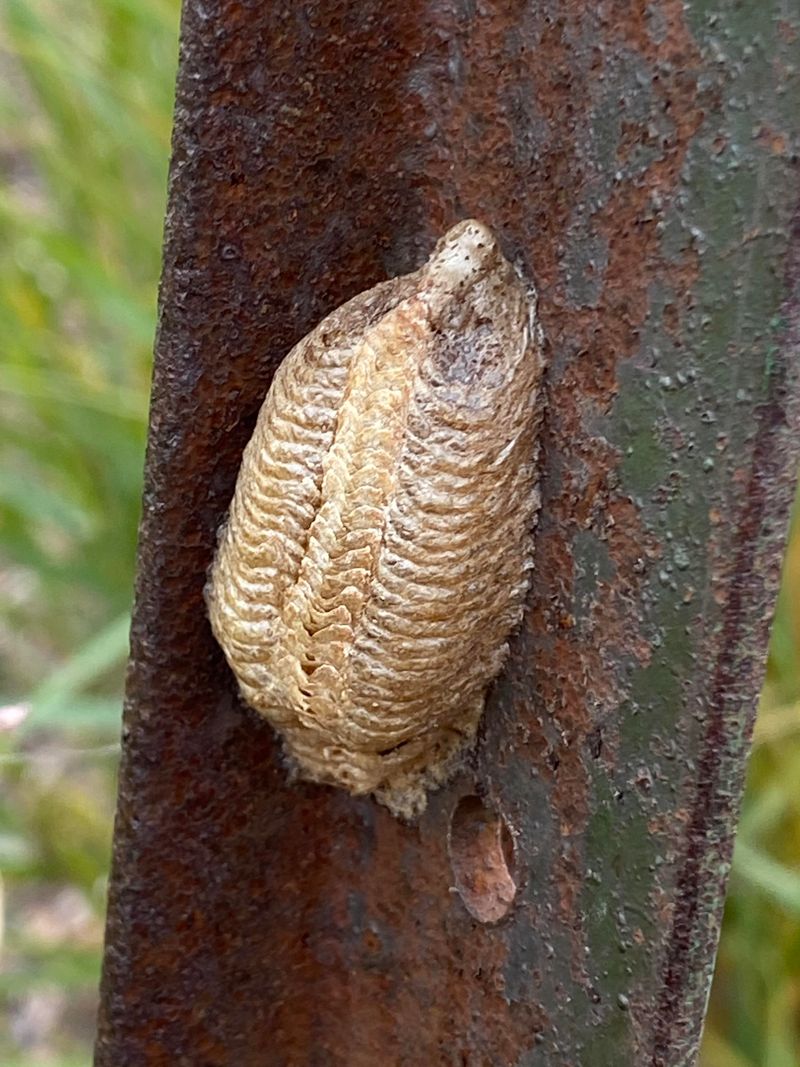 Egg Cases Can Appear On Stems, Fences, And Shrubs