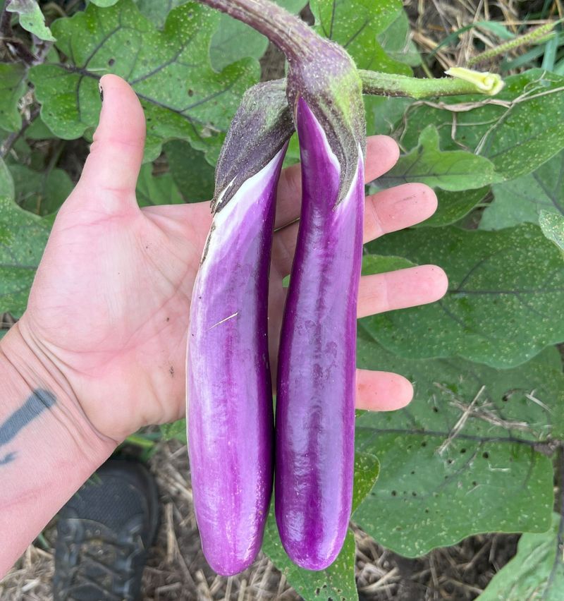 Eggplant