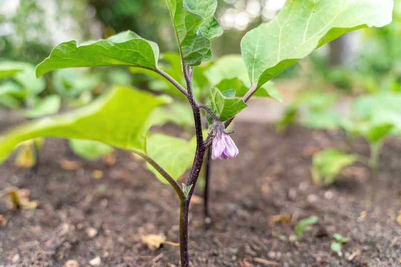Eggplant