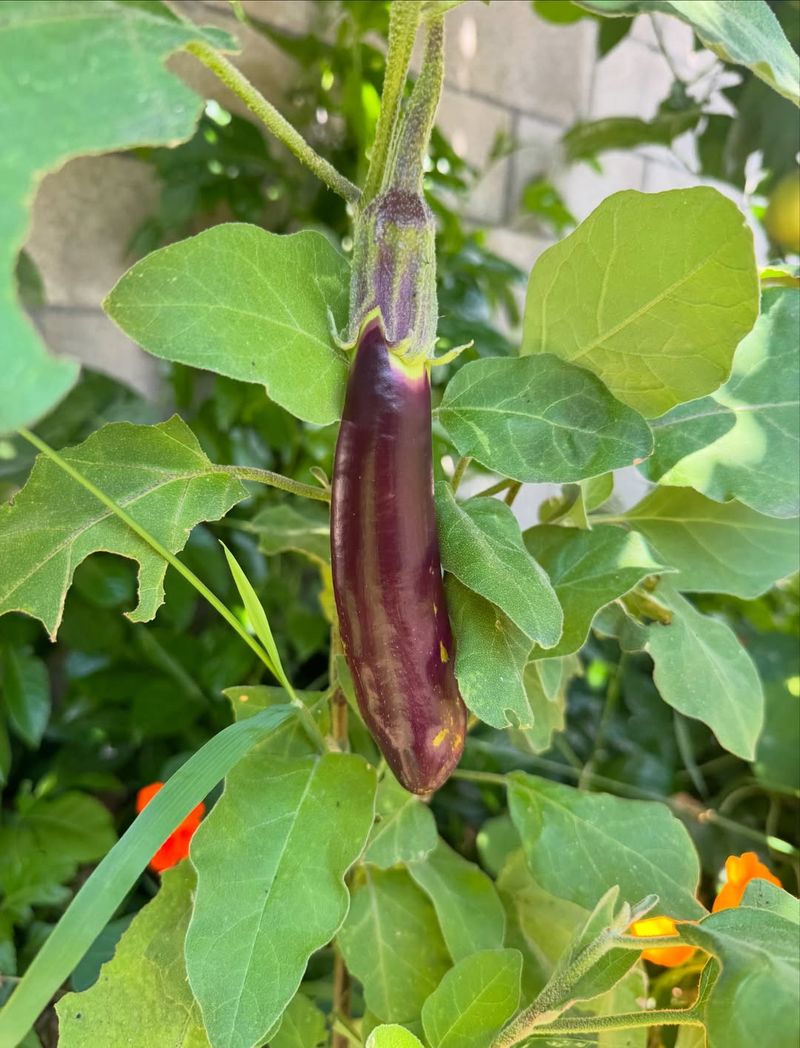 Eggplant Beds