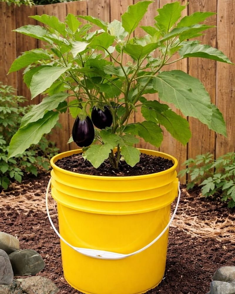 Eggplant Develops Strong Roots In Deep Containers Eggplant Develops Strong Roots In Deep Containers