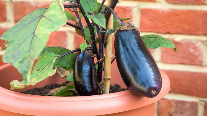 Eggplant Grows Beautifully In Large Pots