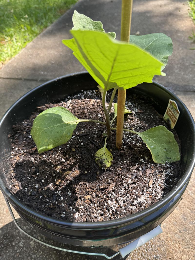 Eggplant Handles Heat And Grows Strong In Buckets