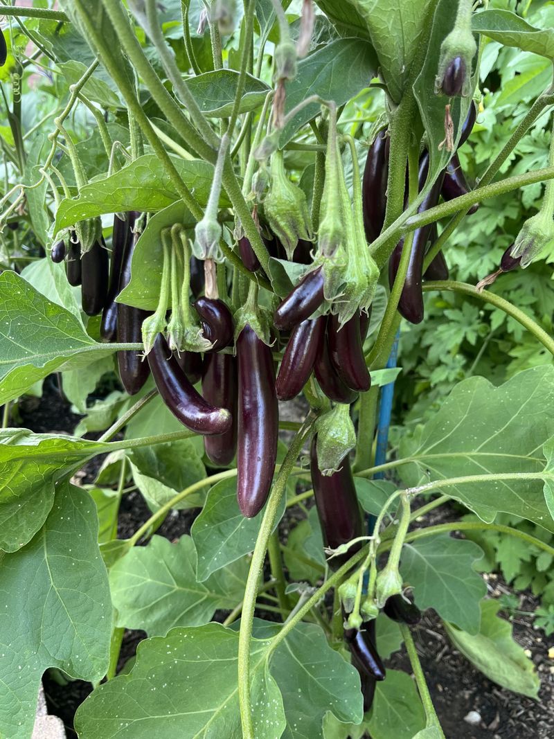 Eggplant Handles High Temperatures Better Than Expected