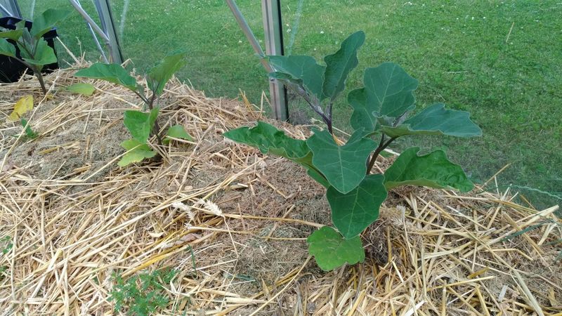 Eggplant Loves The Heat Of Summer