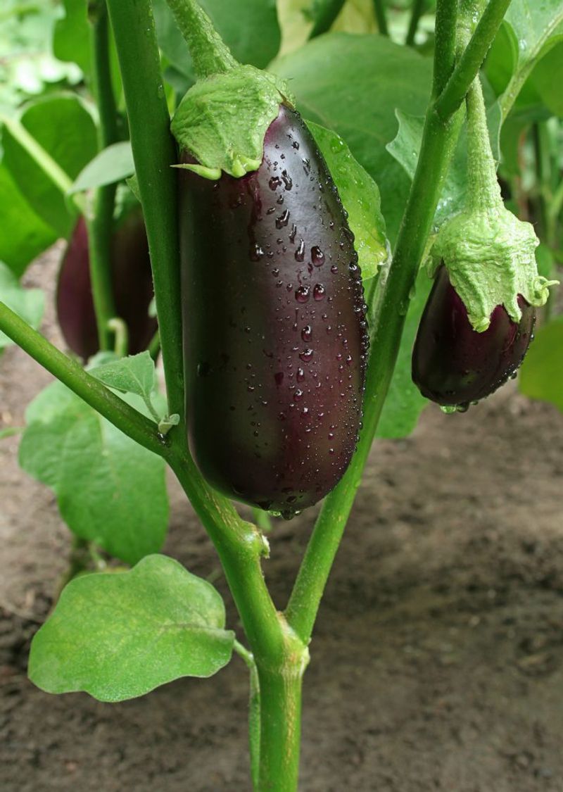 Eggplant Performs Much Better Once The Soil Warms Up