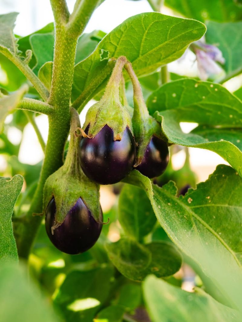 Eggplant Starts Drooping During Harsh Heat Spikes