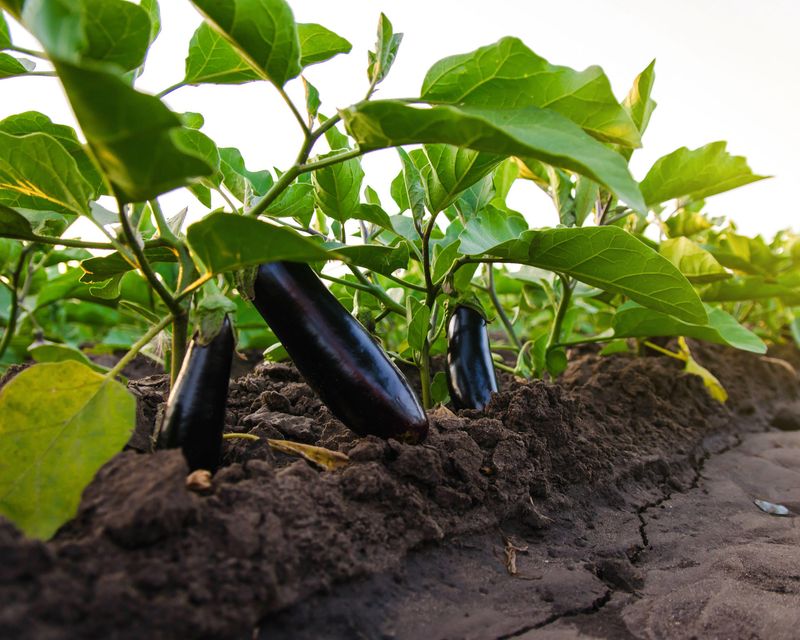 Eggplant Takes Over Once The Soil Warms Up