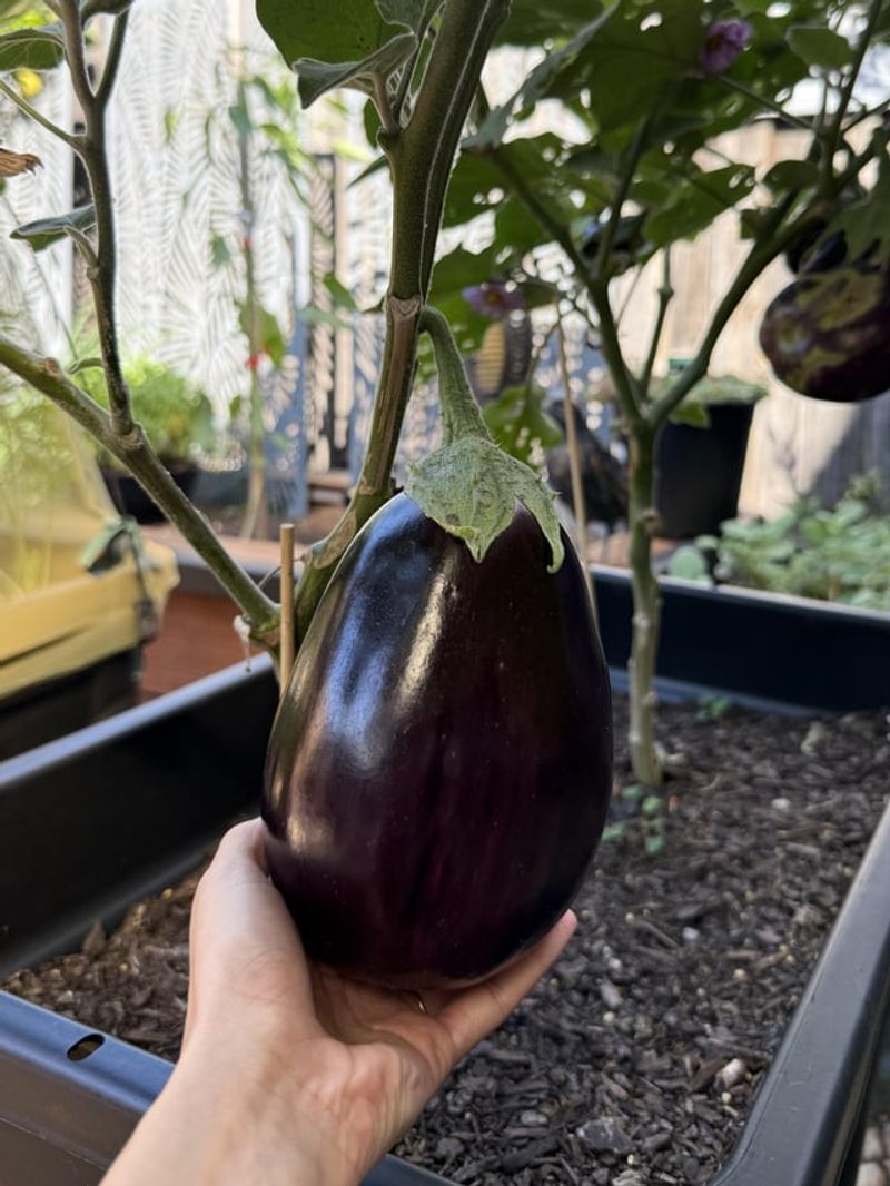 Eggplants