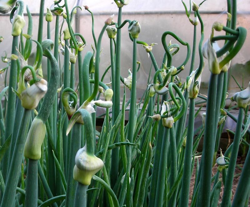 Egyptian Walking Onion (Allium x proliferum)