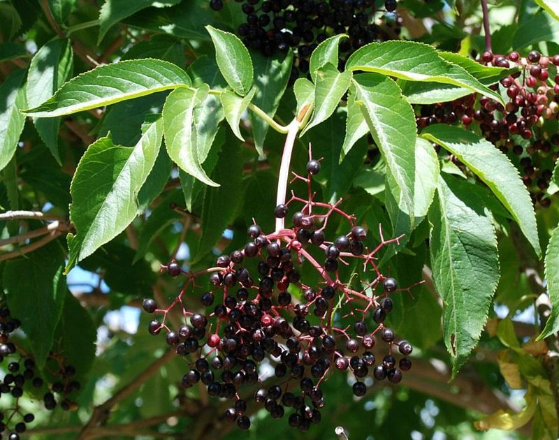 Elderberry Elderberry