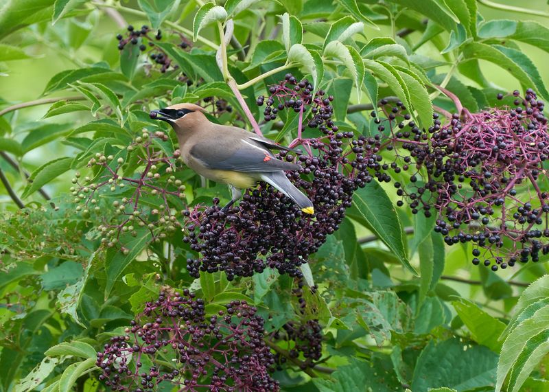 Elderberry Brings Big Clusters Of Bird-Friendly Fruit