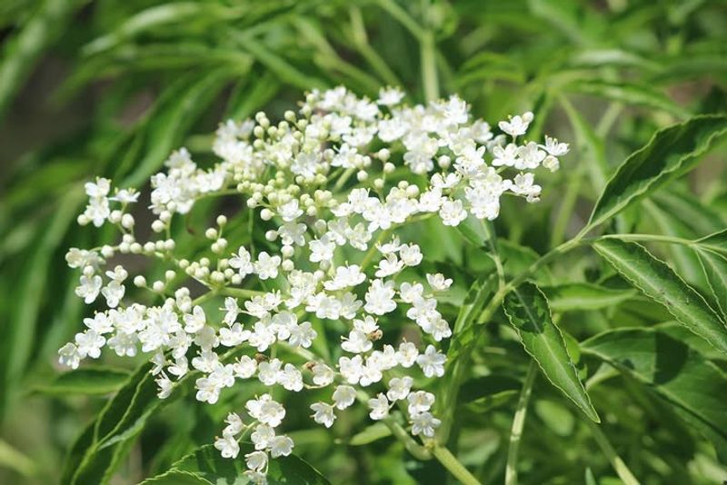 Elderberry Feels At Home Where Soil Stays Damp
