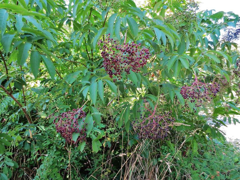 Elderberry Fills Michigan Edges With Useful Clusters