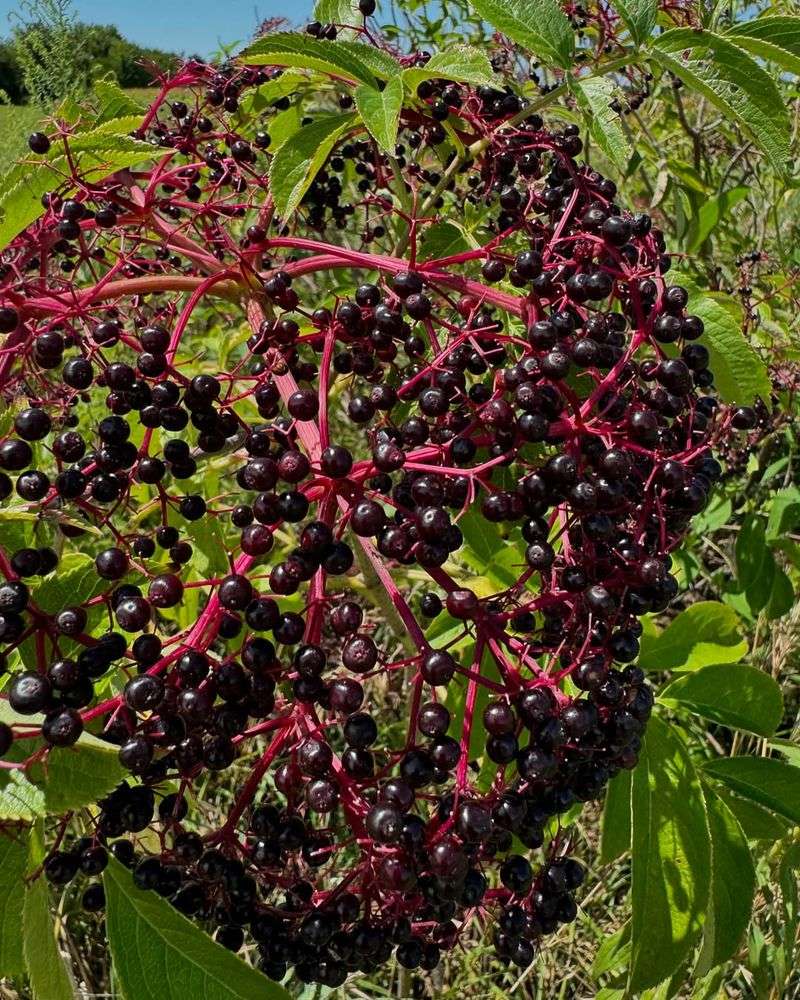 Elderberry (Sambucus Canadensis)