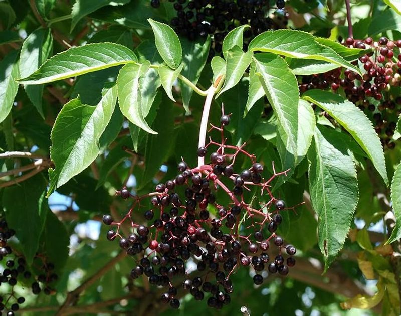 Elderberry Shrubs Give Bluebirds Food And Cover