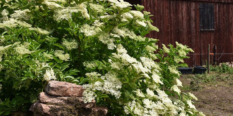 Elderberry Turns A Loose Hedge Into A Harvest Spot