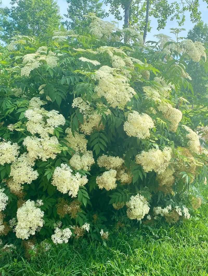 Elderberry Turns Soggy Corners Into Habitat