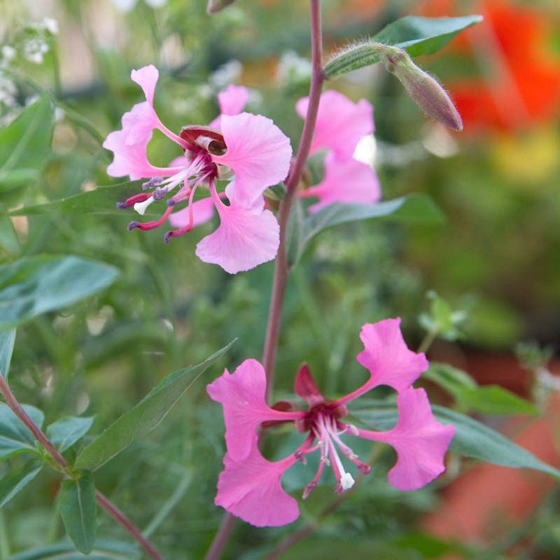 Elegant Clarkia