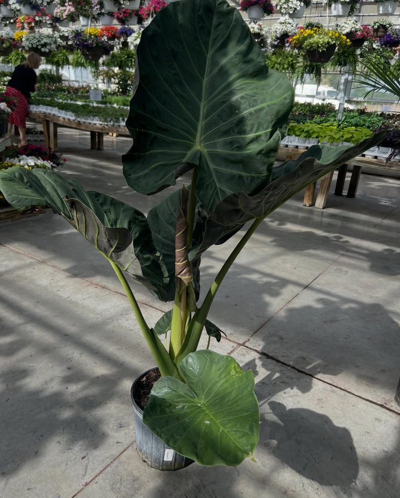 Elephant Ear
